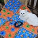 Colorado Catnip Cat Blanket in Bright Blue and Orange