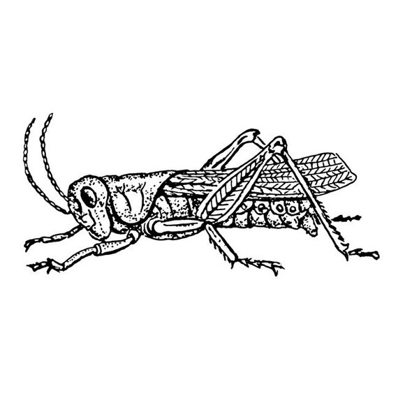 Etched Style Grasshopper Vinyl Decal by WilsonGraphics on Etsy