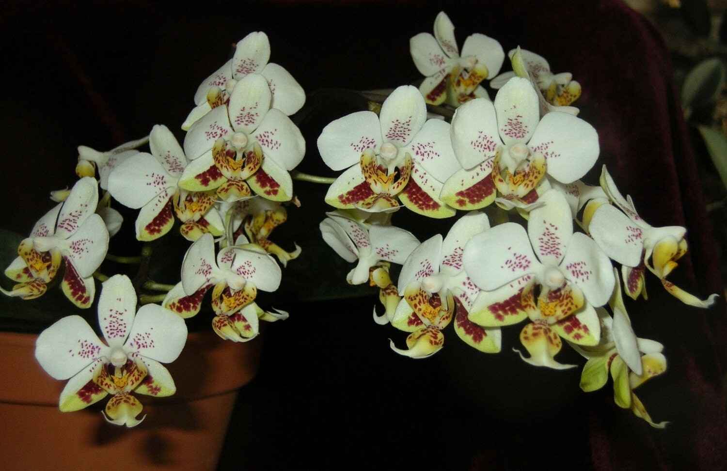 Phal. stuartiana flower