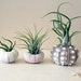 mixed trio // air plant urchins // by robincharlotte