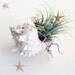 Seashell Air Plant Tillandsia Terrarium