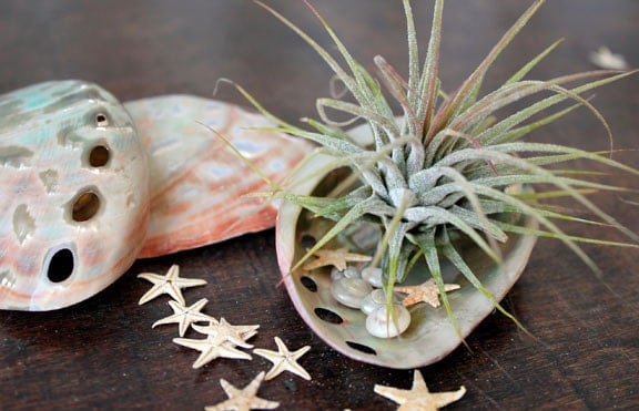 air plant . polished abalone . garden