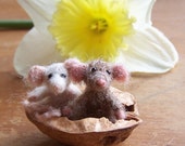 Two little nuts in a mouse shell