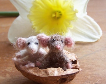 Two little nuts in a mouse shell