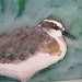 Original Watercolor Painting, Bird Painting, Sandpiper Painting, Beach Cottage Decor, Sandpiper Beach Bird, Shorebird Painting