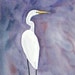 White Bird Heron Egret Watercolor Purple Violet Original Shore Bird Painting