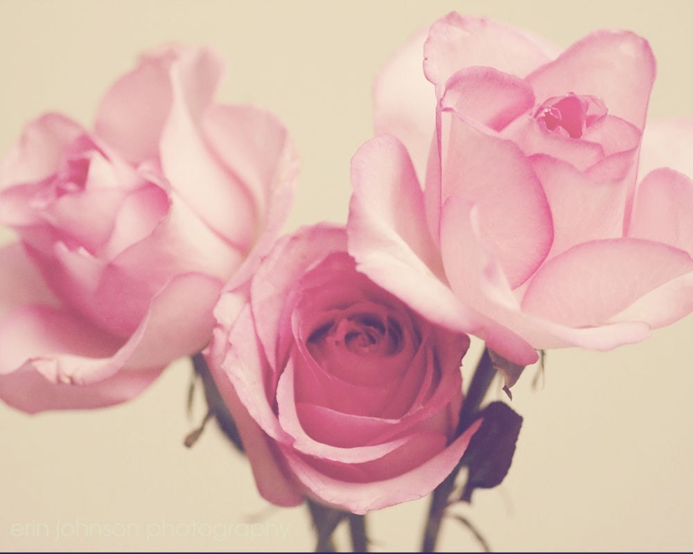 Pink Wall Art flower photography pink home decor still life art pink wall Pink Wall Art flower photography pink home decor still life art pink wall