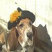 doglover625
