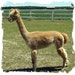 Golden Fawn Alpaca Fleece - Prime from Lyra -1 pound reserved for Nancy