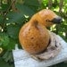 GOOSE SWAN GOURD natural home decorating
