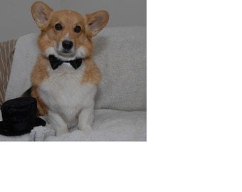Dog Bow Tie: For Your Wedding To Include Your Awesome Pup or Kitty miascloset