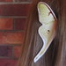 Luna Moth Ear Wings