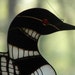 Adirondack Loon