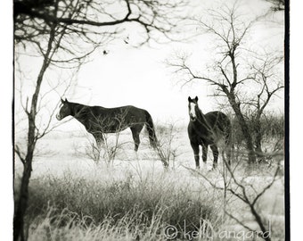 Horse Photography, black and white Horse Photograph - two horses, landscape, woodland, trees