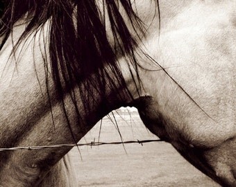 Horse Photo, horse photography, Horse Photograph, black and white print, mane, wall decor