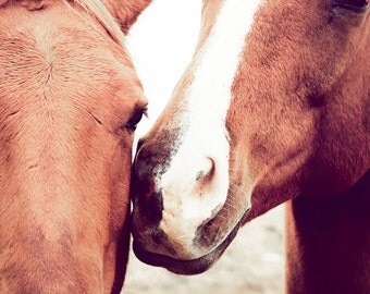 Horse Photograph - Horse Photography, 8x10 two horses photo, animal nature, kiss love affection - couple together - sweet nursery decor