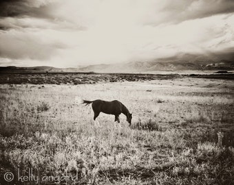 Horse Photography - black and white horse photograph - 8x10 wild horse photo, rustic landscape, nature, for him