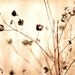 Brown - Original Fine Art Photograph 8x10