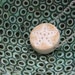 SALE - Porcelain Dot Pendant - Sand and White - Starfish