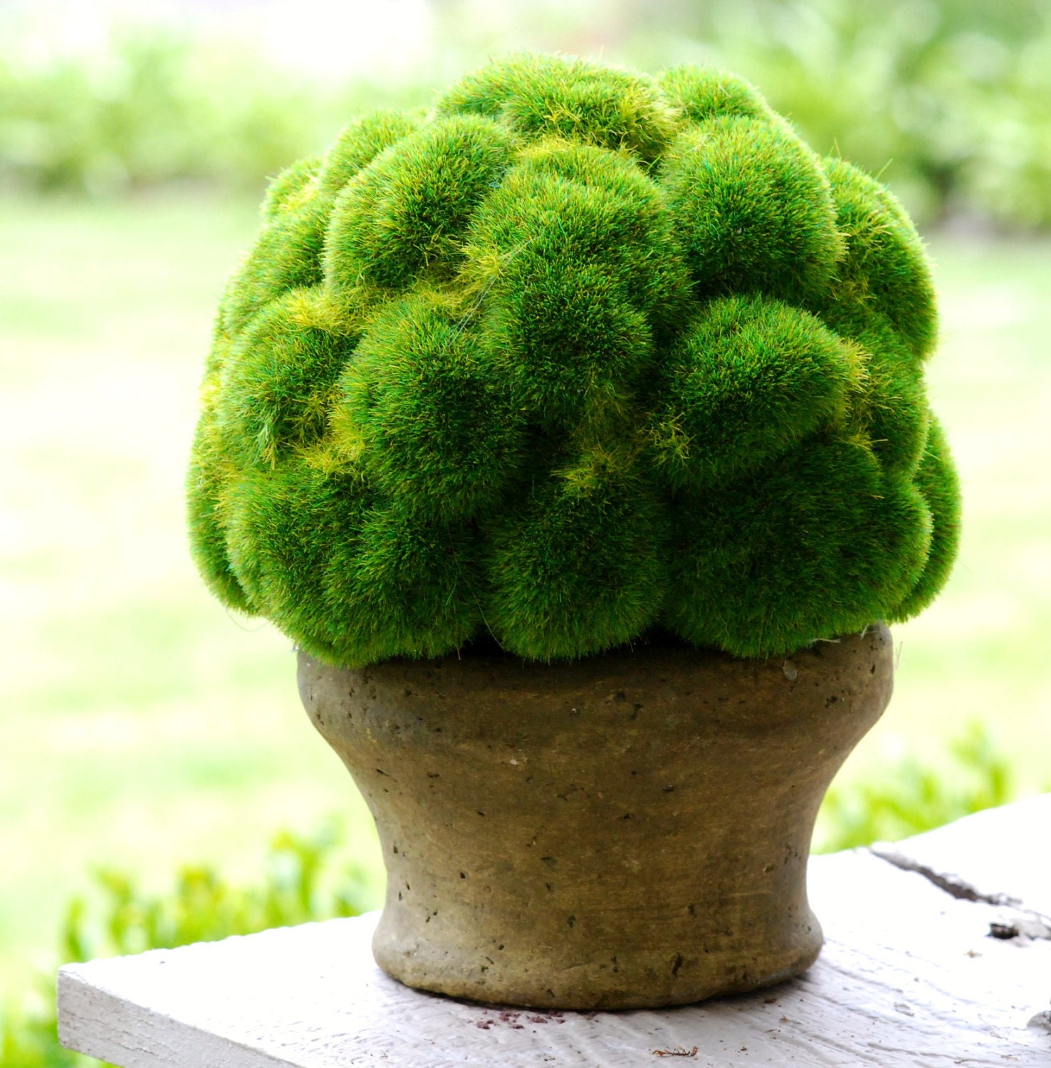 Moss Ball Centerpiece