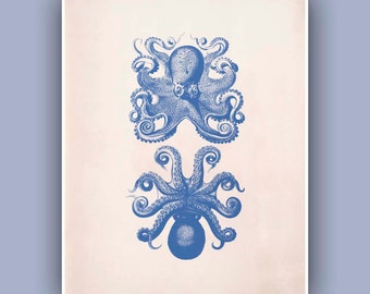 Sea urchins sea star Print in blue Vintage image sea