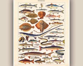 Fishes Print, educational sea life print, Vintage 'Poissons' image, Seaside Prints, Marine Wall Decor, Nautical art beach cottage decor