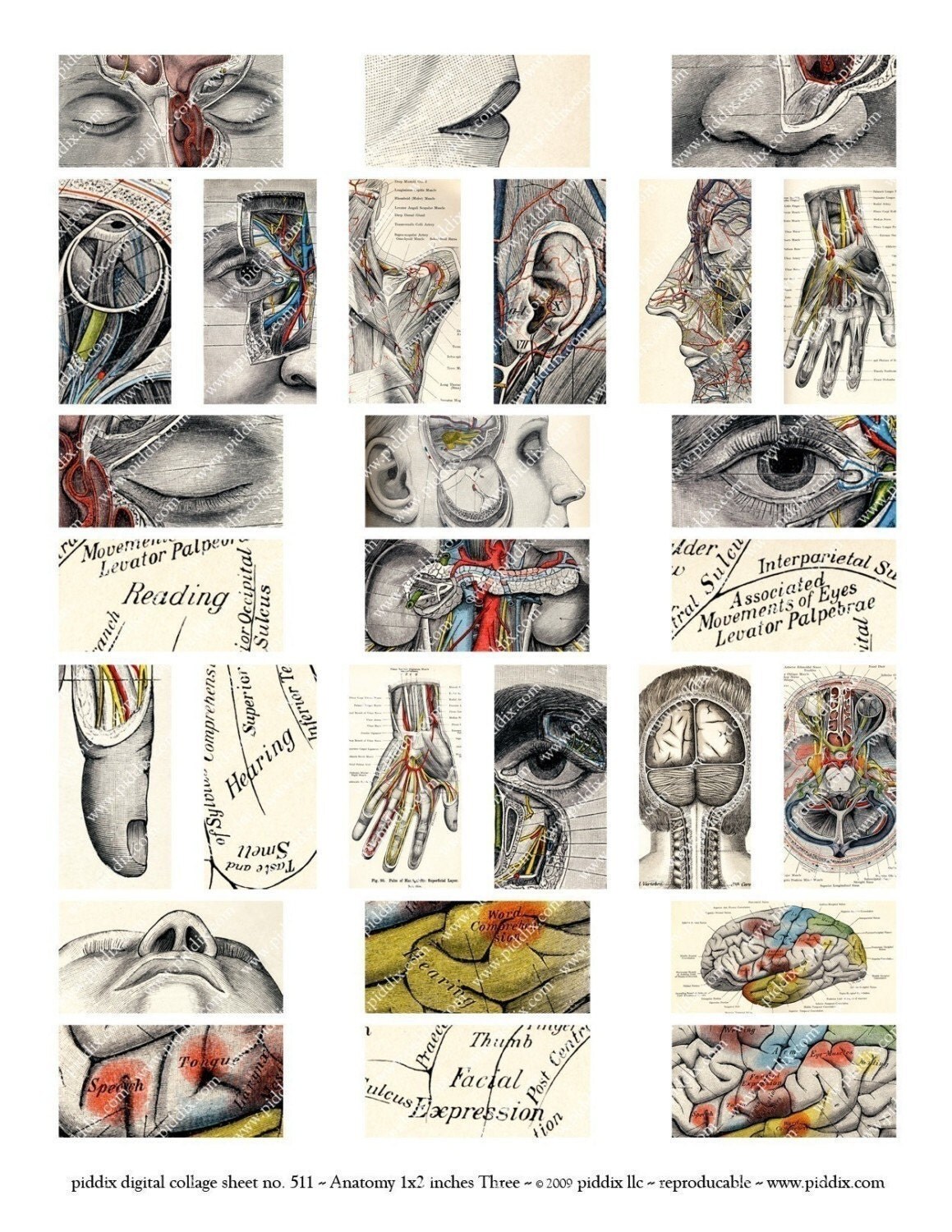 Vintage Anatomy Woodcuts in 1x2 inches for dominos and by piddix