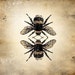 Insect Print - Bumble Bee