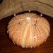 Orange Sea Urchin Pin Cushion sewing pal - handmade ceramic pottery by Earth N Elements Pottery