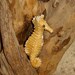 large ceramic seahorse focal bead dual stringing holes in matte golden yellow - one of a kind art pottery