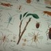1936 INJURIOUS INSECTS Color Plate Print for Altered Art or Framing