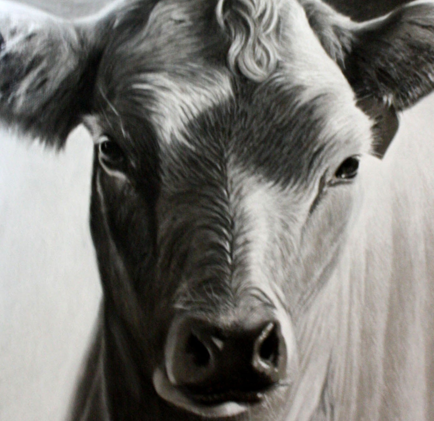 Original Charcoal DrawingCow