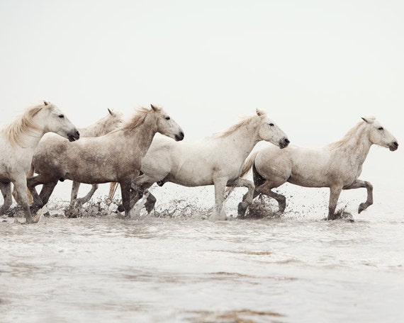 Horse Photography Nature Photography Horse Art Horse Decor