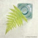 Fern No. 1, 7x7 Still Life Print - Free Shipping