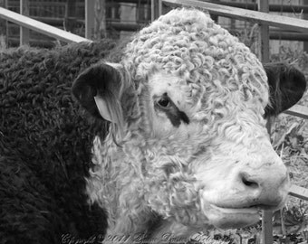 Farm animal photography, Bull, Hereford, Farm photography, Farm wall art, Ranch, Farm, Rustic, Black and white photo, 8x10, 11x14, 16x20