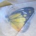 Unmounted Dried Butterflies - Lot of 20