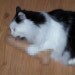Pussy Loves Prick MATURE Catnip Dick