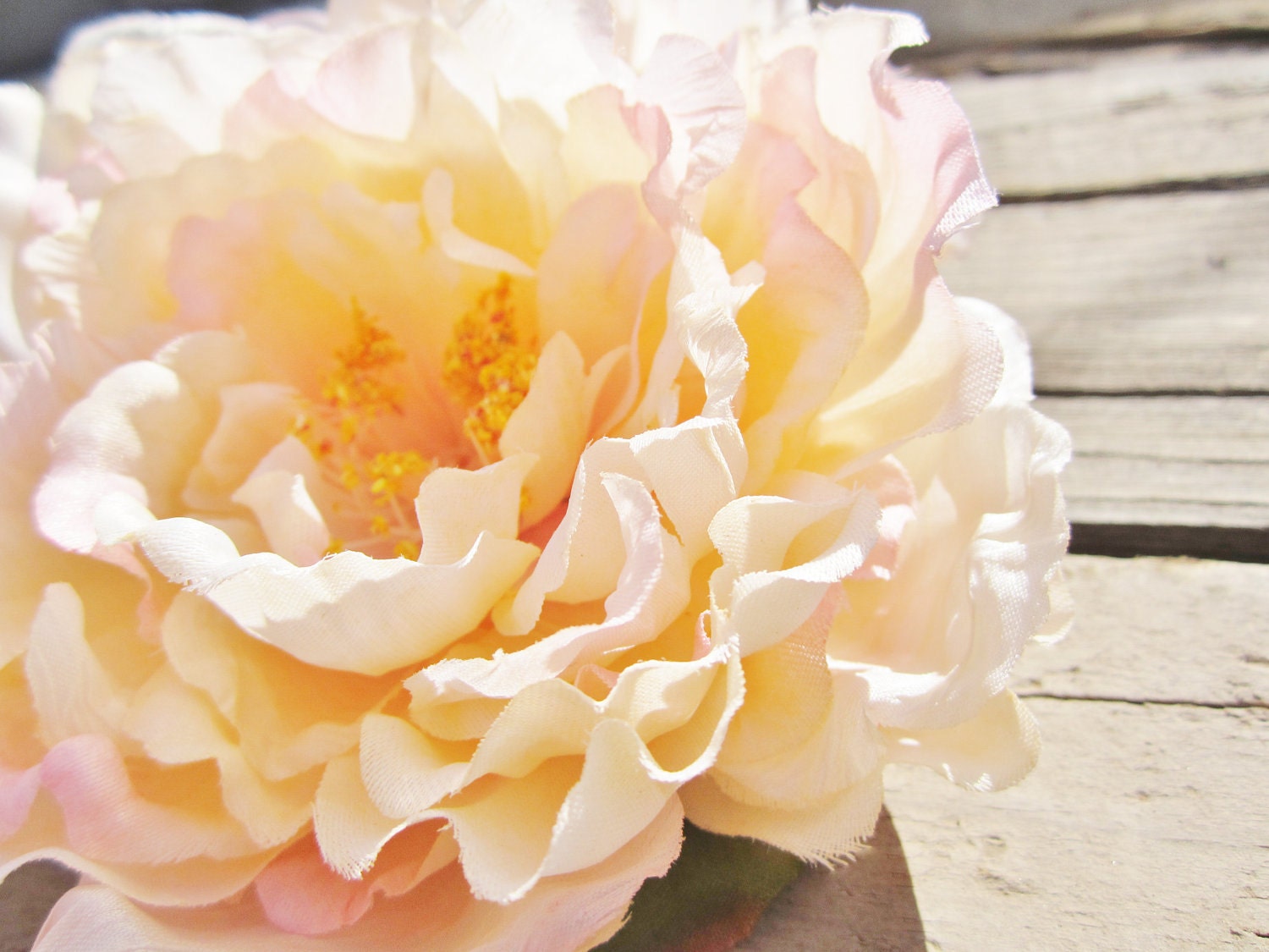 Peony peach