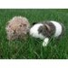 Fuzzy Guinea Pig amigurumi crochet pattern