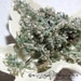 RESERVED for BEMsStudio- Organic Catnip & Catmint Blossoms 2 ounces