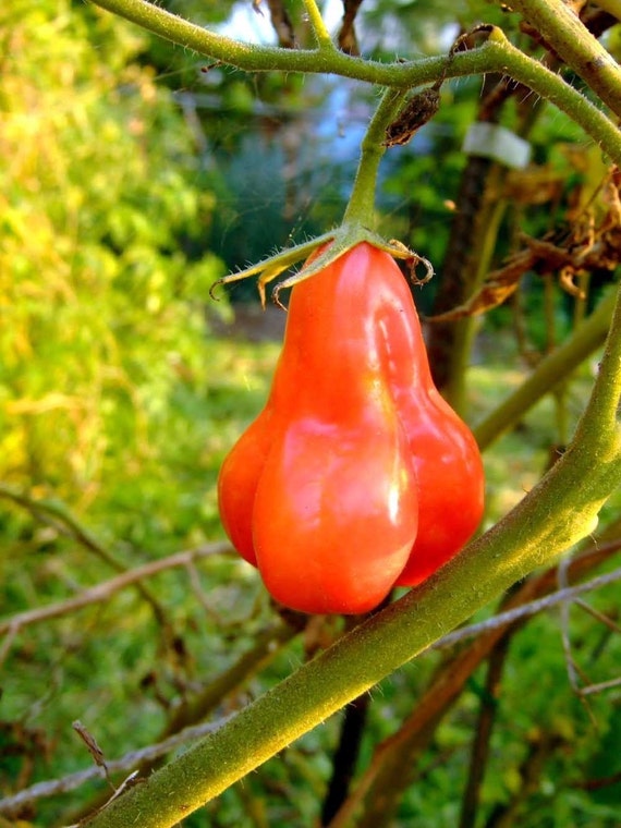 Tlacolula Pink Tomato Seeds