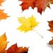 EarthSchool curriculum - Unbe-leaf-able Leaves