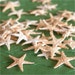 Petite Real Sugar Starfish lot of 30 NATURAL ELEMENTS