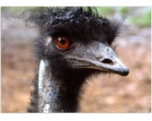 Mother Natures Artwork, set of 4 postcards of original photographs by melanie j cook