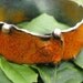 DRAGONS BREATH Enameled Bangle