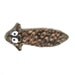 Plush planarian - brown spotted flatworm