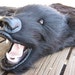 Black-as-Night Bearskin Rug Limited Edition