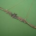 skinny bat necklace in gold