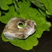 Lucky Holed Hag Stone from Cornwall