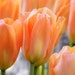 Pastel Floral Greeting Cards - Set of Four Blank Flower Photo Cards - IN STOCK